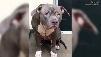 شاهد.. رد فعل مؤثر لكلبة تخلى عنها أصحابها وتركوها في ملجأ للحيوانات