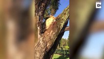 فيديو لأسد يتسلق الأشجار مثل القرود
