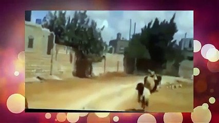 مواقف طريفة للغاية لخرفان عيد الأضحى