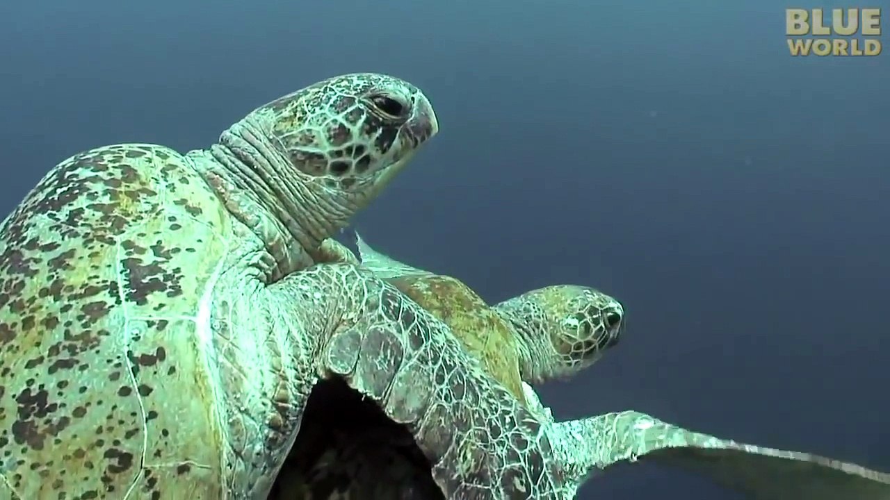 في اليوم العالمى للسلاحف.. شاهد هذا الفيديو المدهش