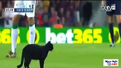 قطة تدخل ملعب مباراة برشلونة وتريد اللعب