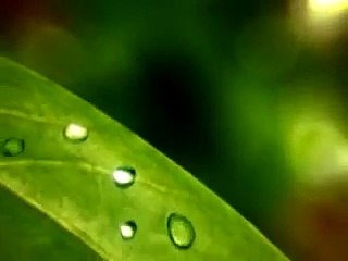 Short video clip nature  SD