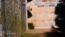 فيديو مؤثر لباندا تحاول الوصول لرضيعها بعد الفصل بينهما في حديقة حيوان