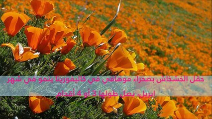 فيديو أجمل 10 حقول ورد رومانسية في العالم