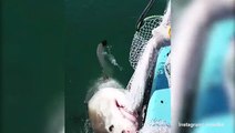فيديو يحبس الأنفاس.. صياد يصارع قرشاً أبيض حاول سرقة شبكة صيد من قاربه