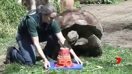 فيديو لا يصدق لسلحفاة يحتفلون بعيد ميلادها الـ 50