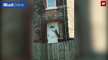 فيديو.. لن تصدق كم أن هذا القط مهذب