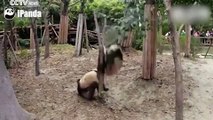 فيديو لحظة سقوط حيوان الباندا من أعلى شجرة.. وهذا رد فعل أصدقائه!