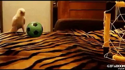 طائر لطيف يسجل هدفاً ويحتفل مثل نجوم كرة القدم