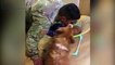 كلب غيور يحاول منع صاحبه من تقبيل طفله الرضيع.. فيديو