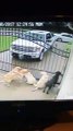 فيديو تصرف غير متوقع من رجل البريد نحو بضع كلاب في غياب صاحبهم