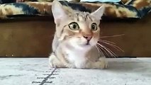 فيديو ردود أفعال القطط أثناء مشاهدة أفلام الرعب