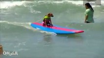 بالفيديو: كلاب تشارك في مسابقة ركوب الأمواج