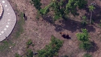 مواجهة بين كلب ودب عملاق تنتهي بصورة غير متوقعة.. شاهد ما حدث