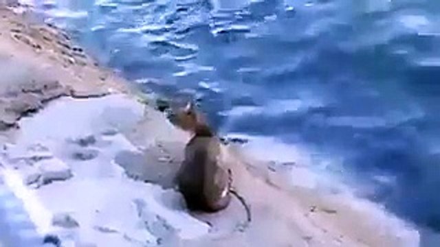 بالفيديو: لن تصدق كيف اصطادت هذه القطة السمكة وهي تسبح