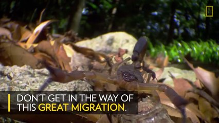 هكذا تتصرف جيوش النمل القاتلة عندما تبحث عن طعامها: فيديو مخيف للغاية