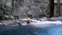 فيديو دب يرمي بنفسه في الماء لإنقاذ دب آخر صغير