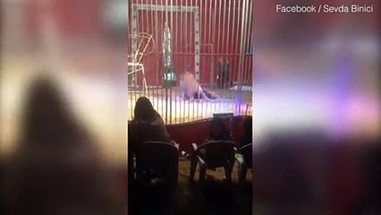 فيديو لحظة هجوم أسد على مدربه في السيرك.. لا يُنصح بمشاهدته للصغار!