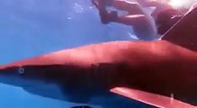 سائحون يلعبون مع أسماك القرش في مدينة شرم الشيخ.. لا تفوتكم المشاهدة