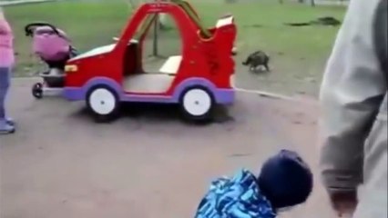 معركة كوميدية جداً بين مجموعة من القطط والكلاب