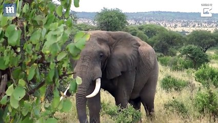 لقطات كوميدية.. فيل يتدخل لفض شجار بين نعامتين في حديقة سفاري