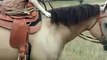 بالفيديو فارس من نوع آخر.. كلب يمتطي حصان