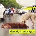 فيديو رد فعل كلب بعد أن مات صديقه الوحيد في منتصف الطريق