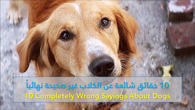 فيديو 10 حقائق شائعة عن الكلاب غير صحيحة نهائياً