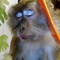 بالفيديو: إذا استطعت مقاومة النوم شاهد هذا القرد!