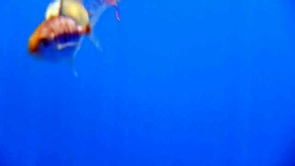 سمكة مجرمة تخطف قنديل بحر.. لا تفوتكم المشاهدة!