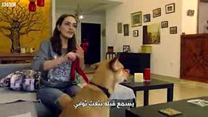 مصريون وأجانب يحتفلون بيوم "الكلب البلدي".. ماذا قالوا عنه؟