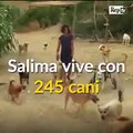 فيديو لا يُصدق: مغربية تربي بمفردها 250 كلب و130 قط و22 حماراً!
