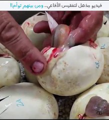 فيديو نادر عن طريقة تفقيس الأفاعي