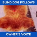 فيديو  مؤثر لـكلب أعمى يلاحق صوت صاحبته ليستدل على الطريق