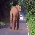 فيديو فيل يقطع الطريق لكي تمر عائلته بسلام