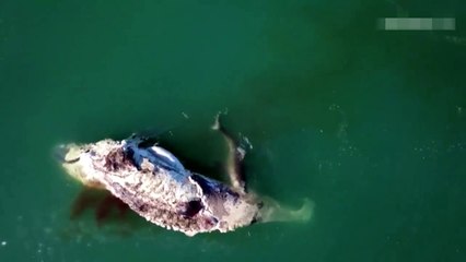 فيديو مفزع: أسماك قرش تفترس حوتاً ضخماً وتأكل جسمه بالكامل!