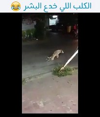 فيديو كلب يتظاهر بالشلل ويشحد في الشارع