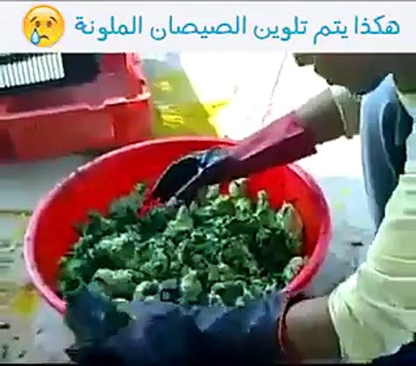بالفيديو: هكذا يتم تلوين الصيصان التي تباع ملونة 