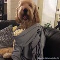 فيديو كلب يأكل البوشار بطريقة طريفة