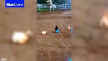 فيديو لدجاجة أنيقة يحقق أكثر من مليون مشاهدة!