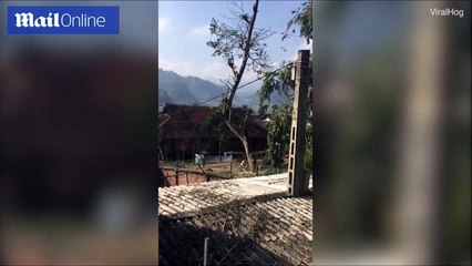 رجل متهور يتسبب في تدمير منزل أثناء محاولته "قطع شجرة".. شاهد ما حدث!