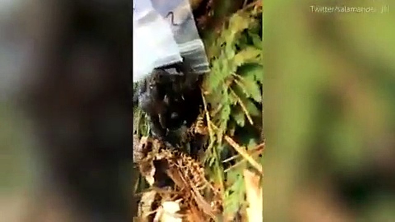 شاهد ضفدع بدون رأس يعيش بشكل طبيعي!