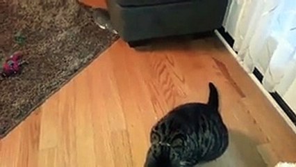 هذا القط يستحق لقب (ملك المقالب).. فيديو يكشف السبب!