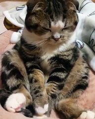 فيديو قطة أصابها النعاس فجأة