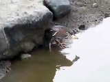 فيديو طائر يستخدم قطعة خبز لاصطياد سمكة