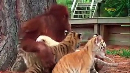 فيديو غوريلا تتبنى اثنين من النمور الصغيرة.. لقطات تذيب القلوب
