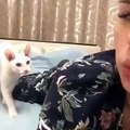 فيديو: قطة أليفة تصفع مالكتها بشكل عنيف أثناء محاولتها التقاط 