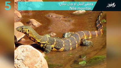 فيديو أخطر 10 سحالي وسلاحف على وجه الأرض