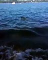 فيديو كلب ينقذ ظبياً صغيراً من الغرق: ورد فعل الأخير صادم!