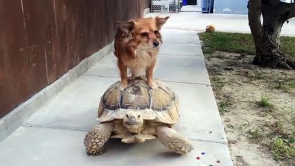 فيديو تكسي السلحفاة..كلب ذكي و سلحفاة مطيعة!